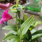 10pcs Plant Potted Flower Shape Support Rod Fixed Anti-lodging Leaf Guard Frame, Size:37cm