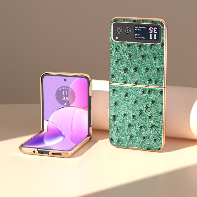 For Motorola Razr 40 Nano Plating Genuine Leather Ostrich Texture Phone Case(Green)