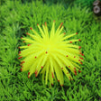 Aquarium Articles Decoration TPR Simulation Sea Urchin Ball Coral with Point, Size: L, Diameter: 13cm(Yellow) - free shipping - PMc TechLife - Order now!