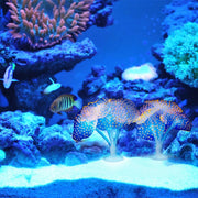 Aquarium Articles Decoration Silicone Simulation Fluorescent Sucker Jellyfish, Size: 10*10*9cm(Orange)