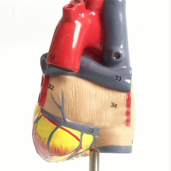 1: 1 Human Heart Anatomical Model  Cardiology Heart Anatomy Teaching Model with Number Mark