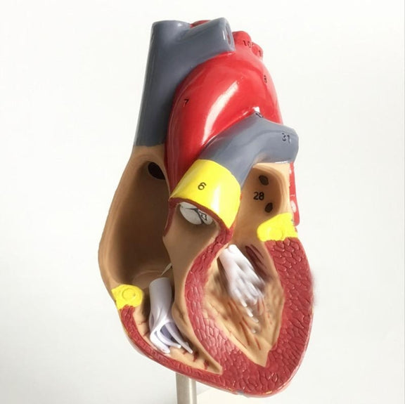 1: 1 Human Heart Anatomical Model  Cardiology Heart Anatomy Teaching Model with Number Mark