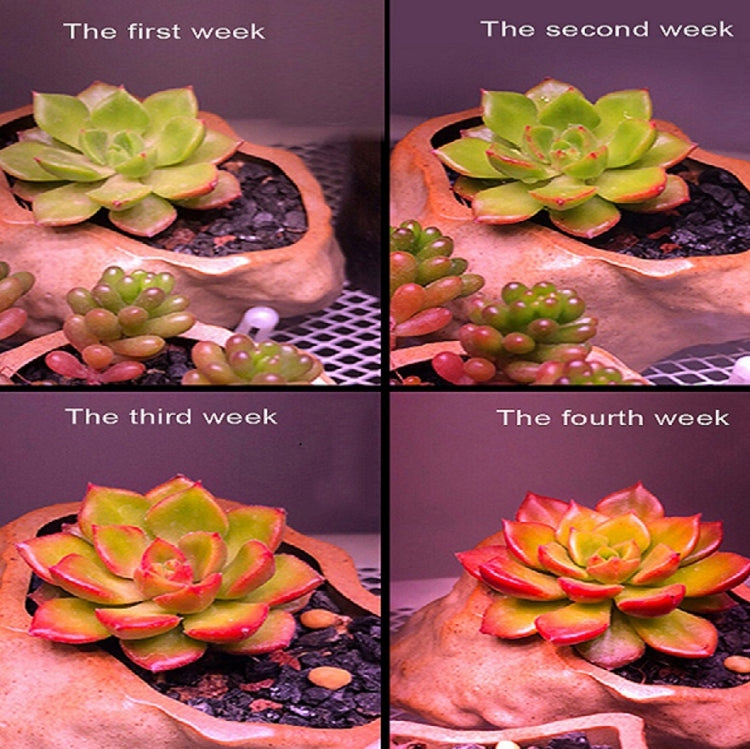 COB Plant Growth Light LED Vegetable Planting Succulent Light, Light:Sunligh(UK Plug 220V)