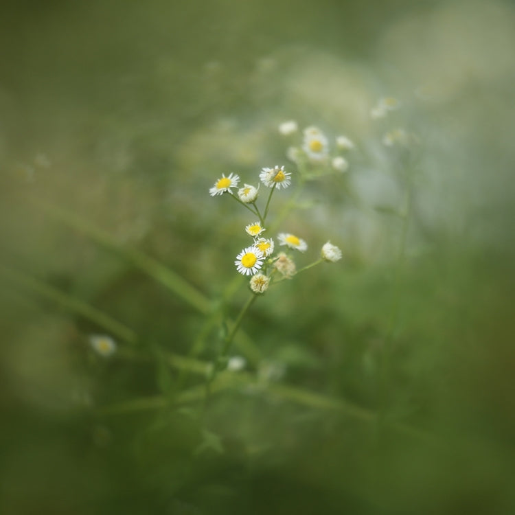 67mm Central Exposure Edge Blur Close-Up Photography Special Effects Filter