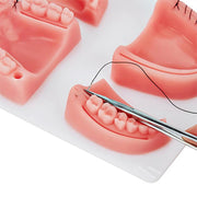 Gums Multiple Wounds Silicone Suture Practice Mold Four Teeth Oral Surgery Training Module For Medical Students