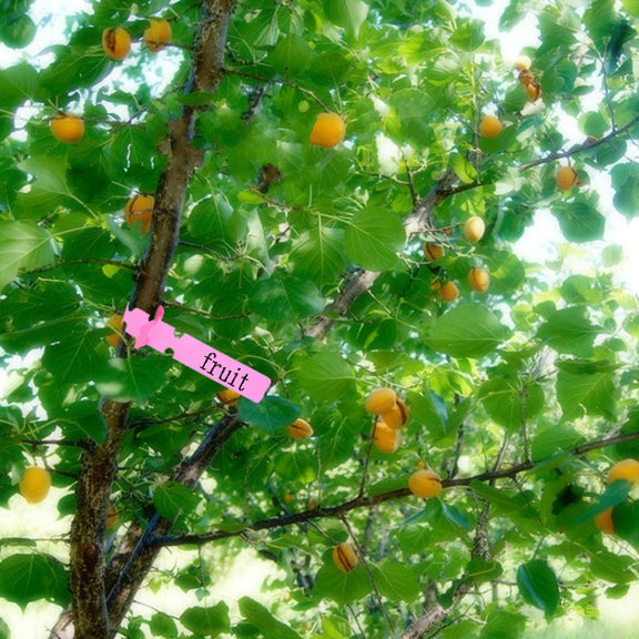 100 PCS Gardening Plant Sapling Seed Hanging Tree Label(Blue)
