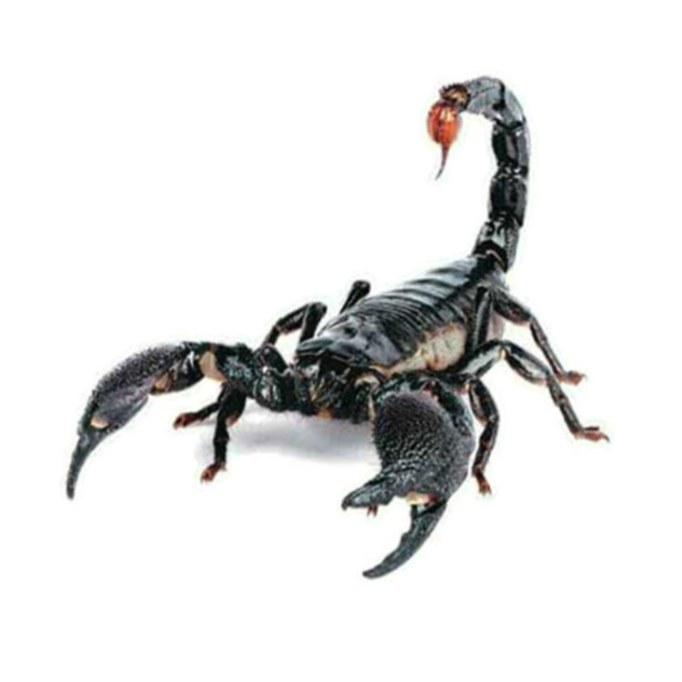 Creative Personality Scratch Cover  Car Body Sticker(Scorpion)