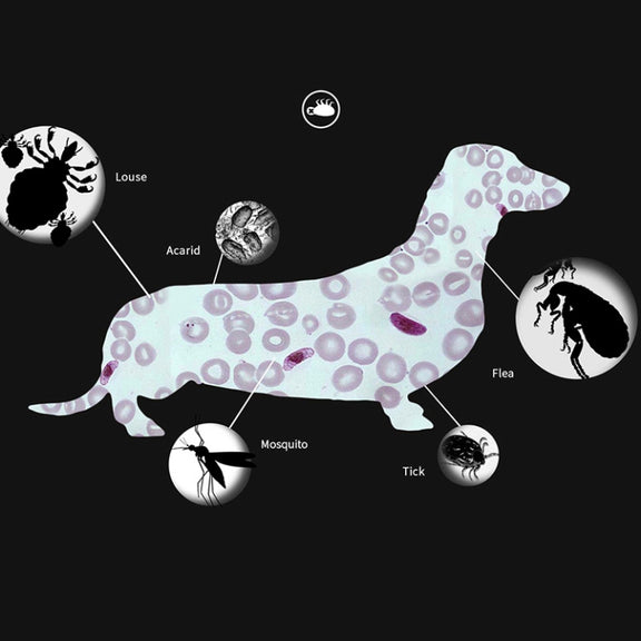 Pet Flea & Anti-Lice Collar Pet In Vitro Insect Repellent Ring, Size:Large Dog/70cm
