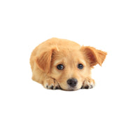 Style 1 Small 3D Simulation Dog Car Stickers Rain-Proof Sunscreen Car Sticker Scratch Shaving Decoration Stickers